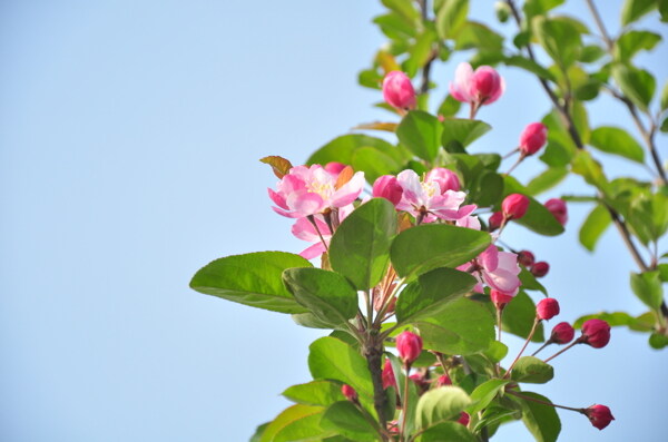 苹果花图片