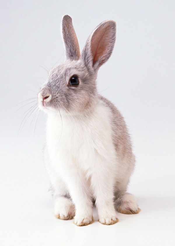 小动物动物世界兔子可爱灰兔