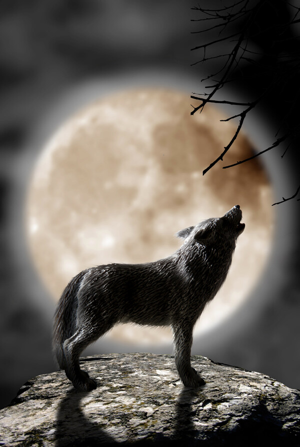 狼与圆月