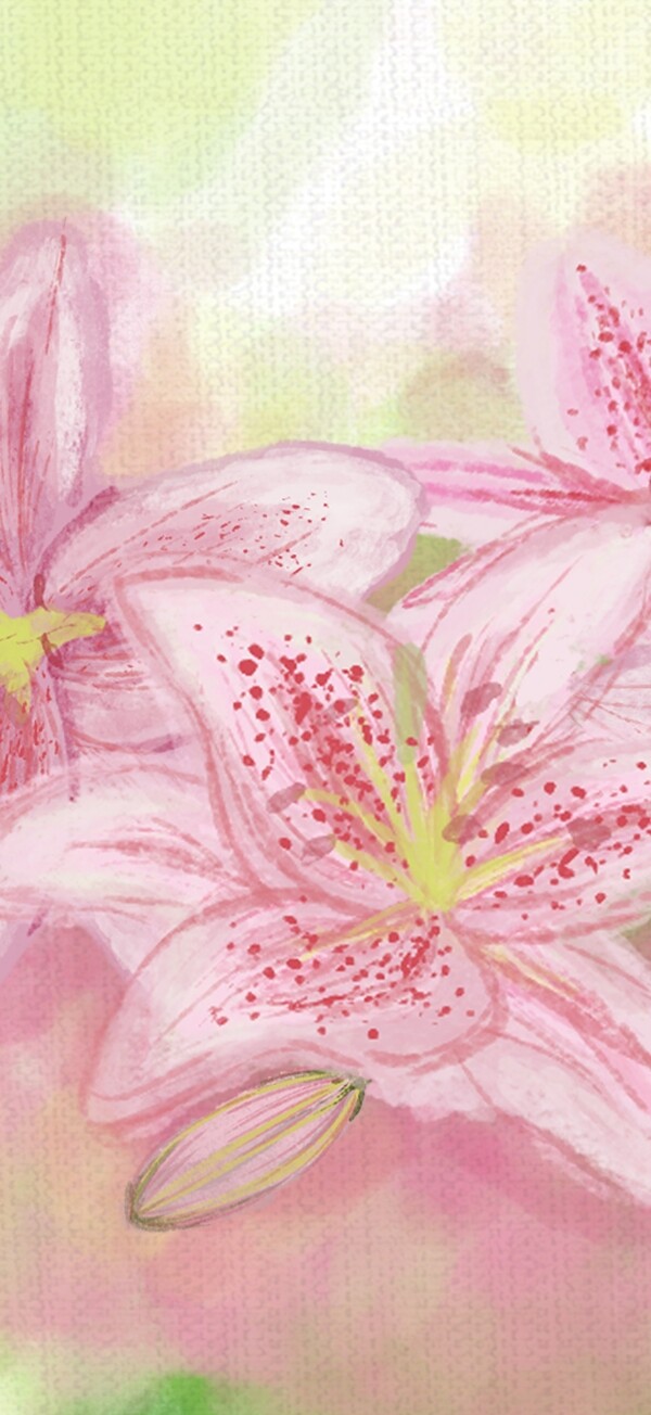 粉色花园香水百合与女孩插画