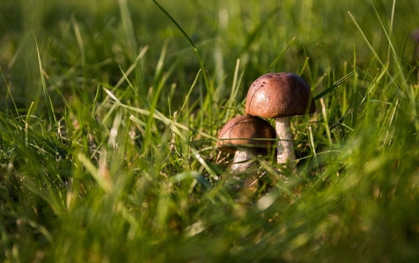 草丛里的蘑菇