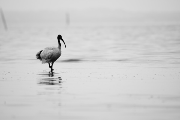 黑白河边水鸟图片