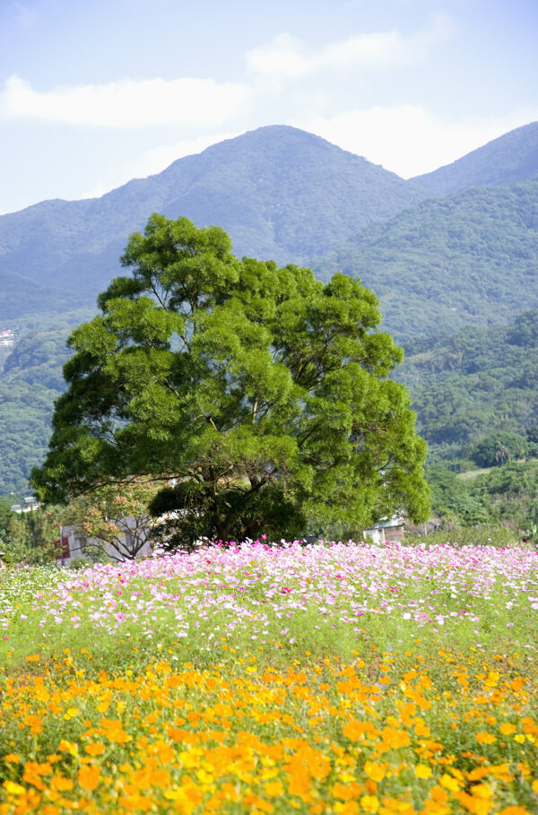 大山树下的花海图片