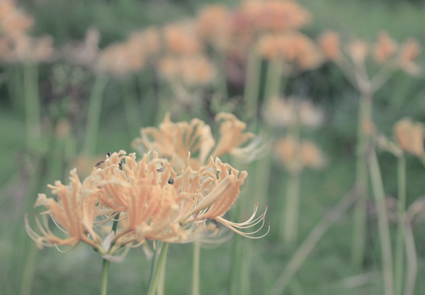 淡淡的菊花
