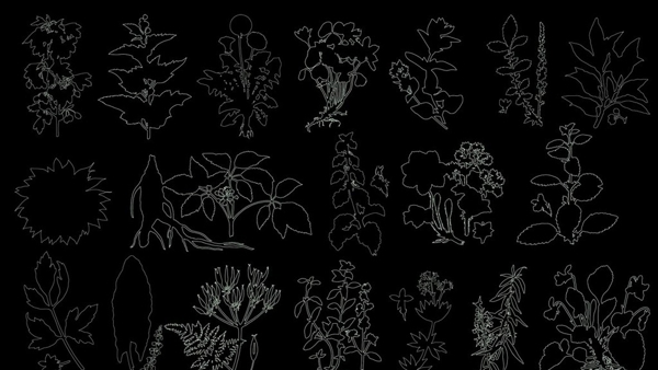 线描植物草本植物图片