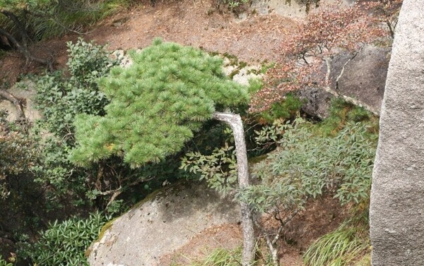 黄山风光图片