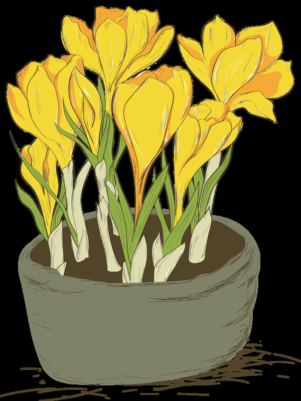 美丽黄色花朵盆栽透明花朵素材