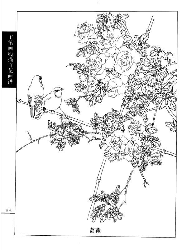 工笔画线描百花画谱蔷薇图片