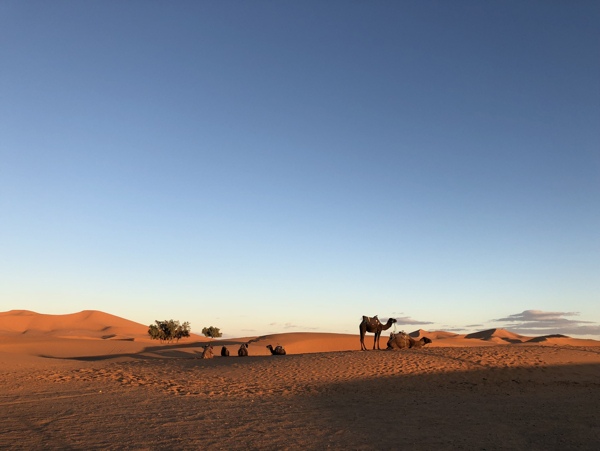 摩洛哥沙漠骆驼