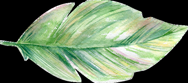 手绘绿色植物叶片透明素材