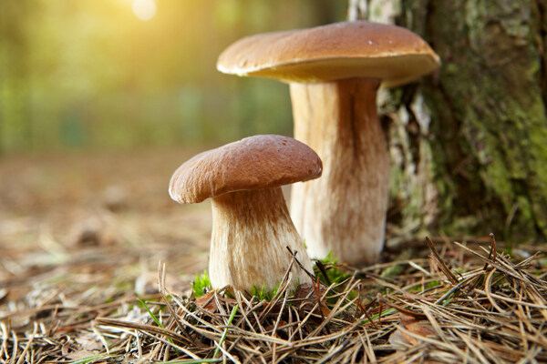 树下的蘑菇图片