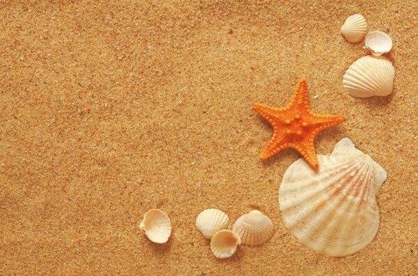 沙滩海螺与贝壳图片