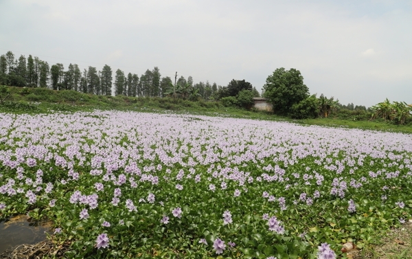 水草花