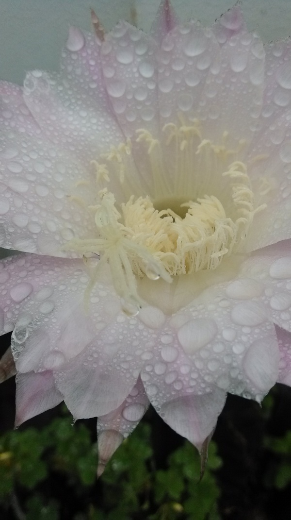 细雨中的仙人球花图片