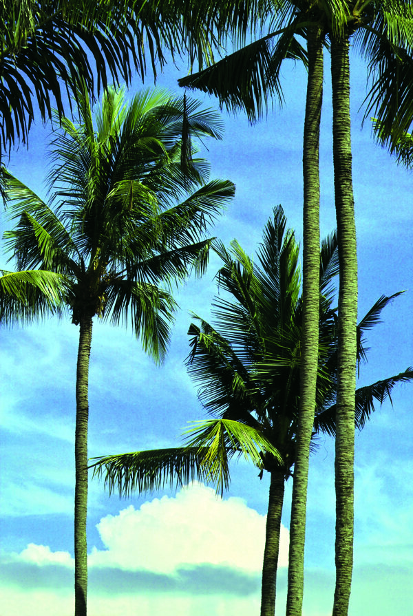 夏日风光风情海海边椰树风景渡假假日游玩享受海滩蓝天海水轻松墨镜自由