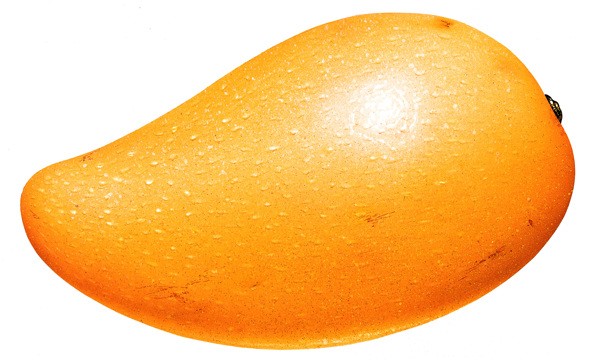 芒果特写芒果图片芒果标本芒果素材