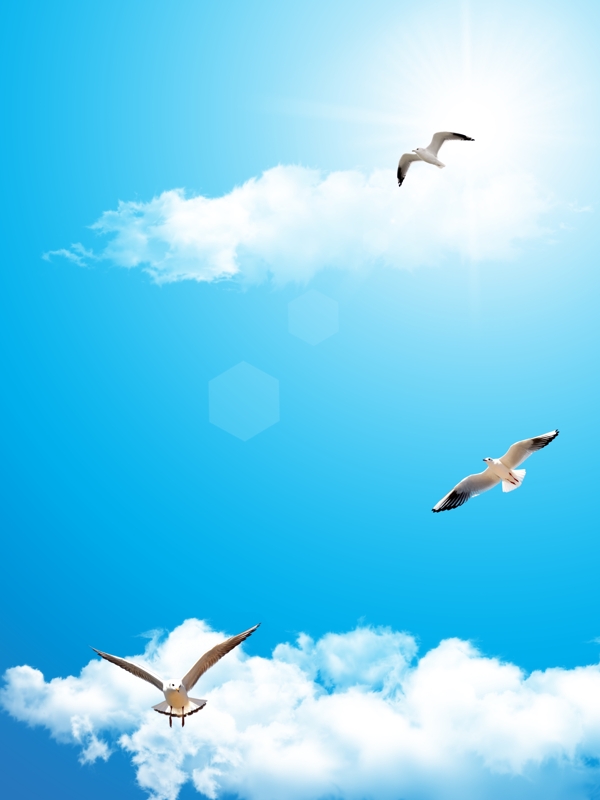 天空海鸥