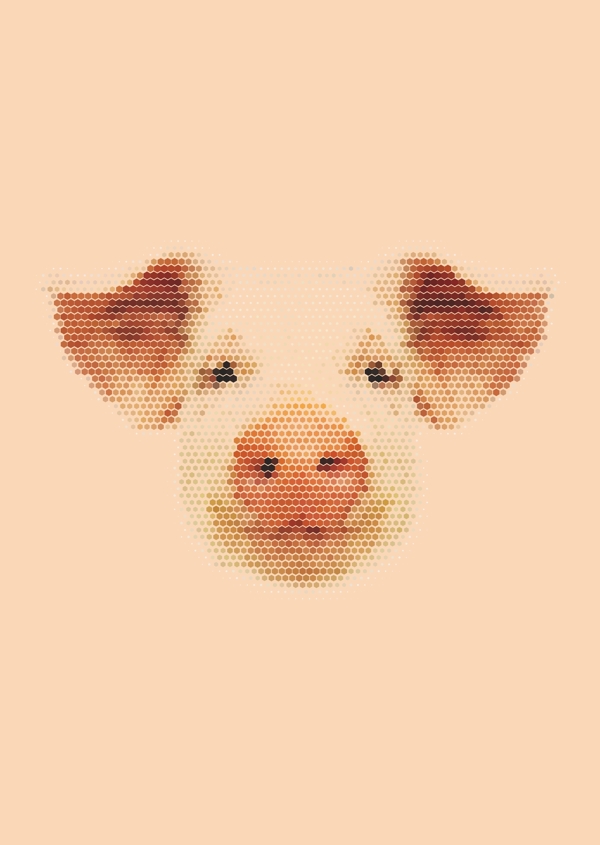 猪头图片