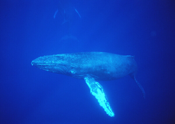 海洋动物鲸鱼海中鲸
