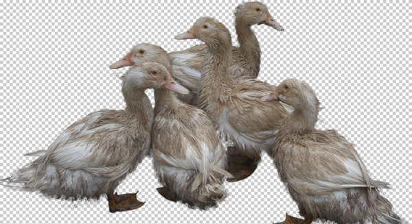 家禽鸭子鹅元素图片
