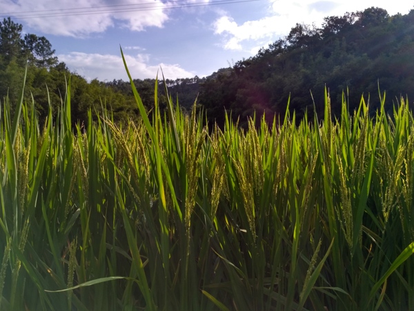 山川的田野