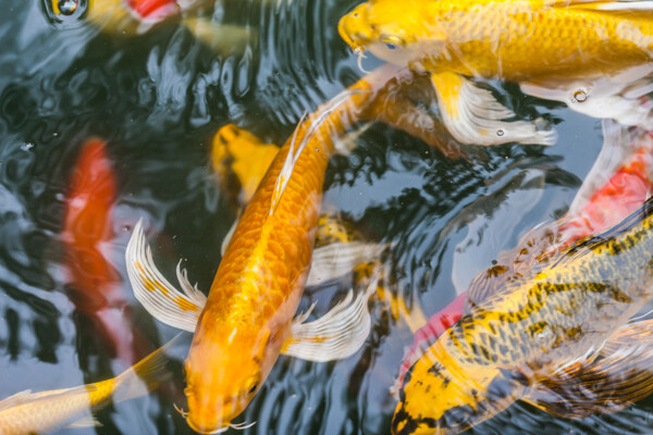 一群黄色红色鲤鱼图片