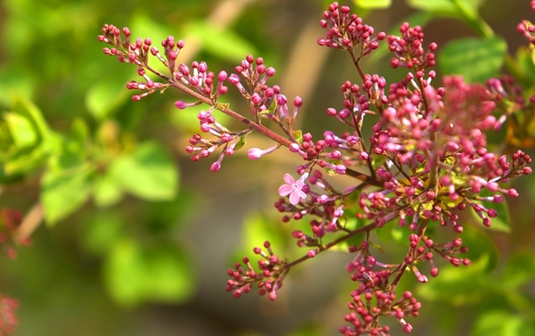 丁香花开