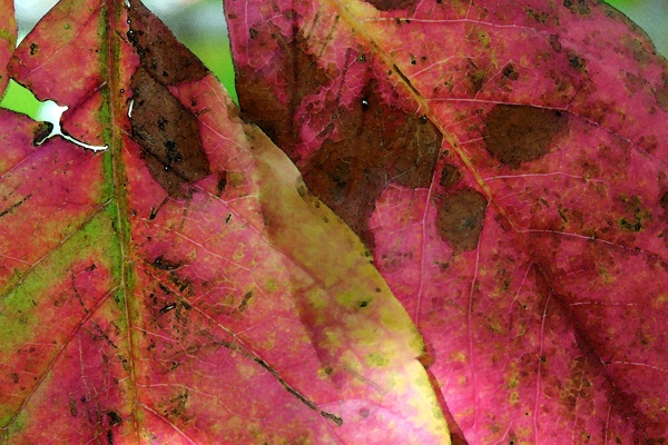 秋天树叶背景图片