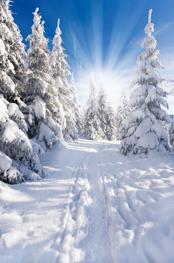 树林道路雪景