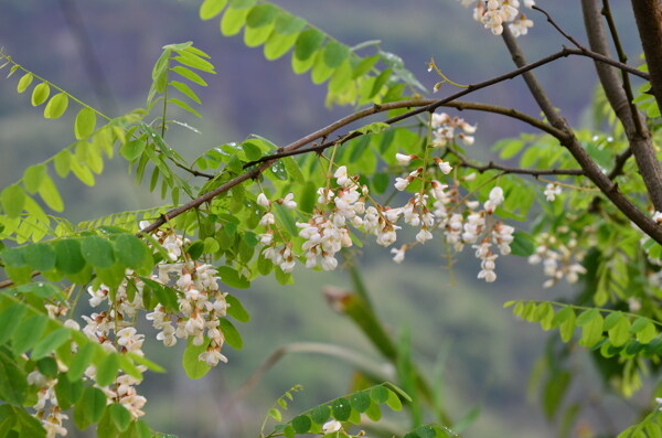 槐花