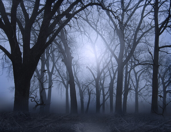 黑夜树林高清摄影图片