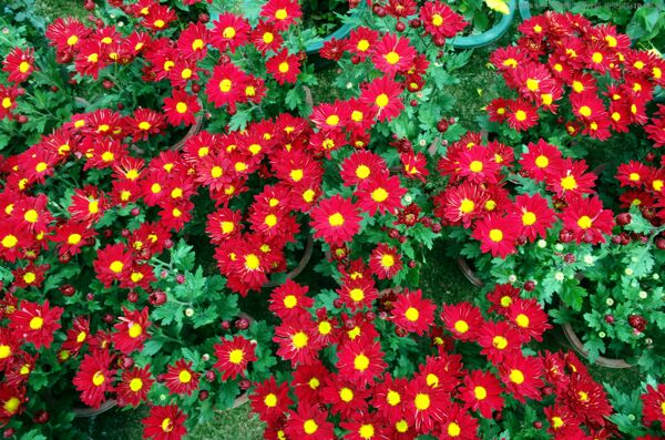 花的海洋红菊花图片