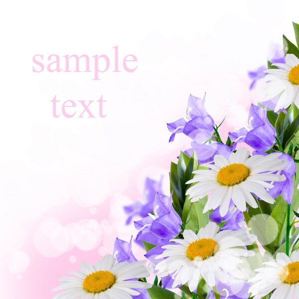 白色菊花和紫色花朵图片