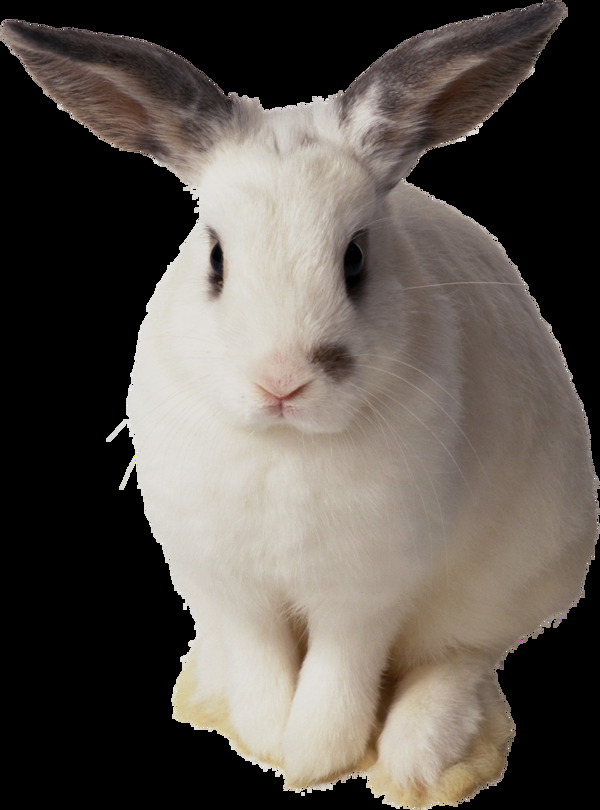 可爱大耳朵兔子免抠png透明图层素材