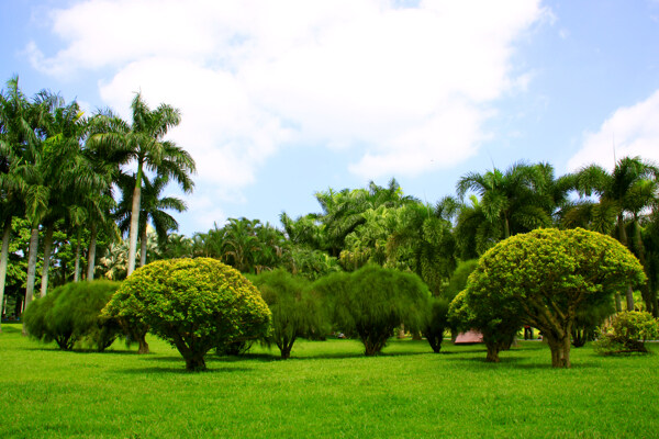 海南风光椰子树草坪图片