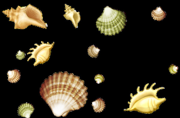 海洋贝壳透明素材