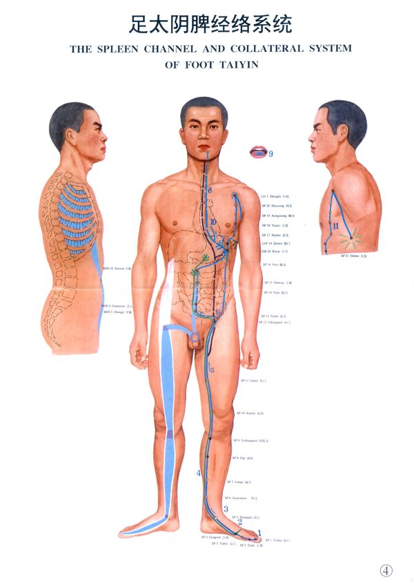 足太阴脾经络