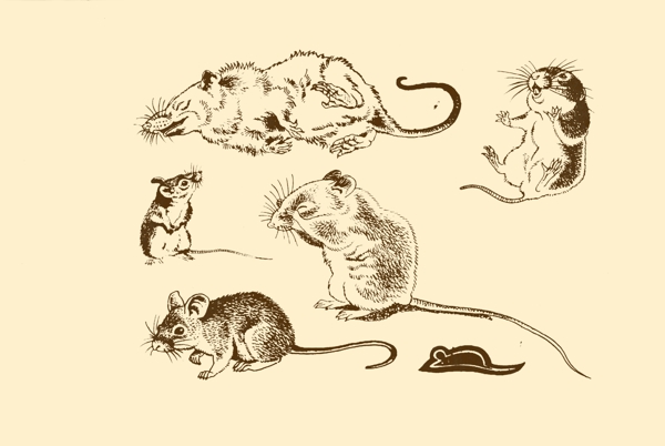 动物图案老鼠图片