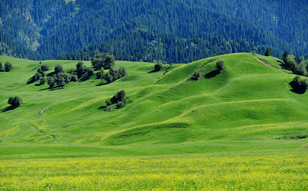 新疆那拉提草原风景