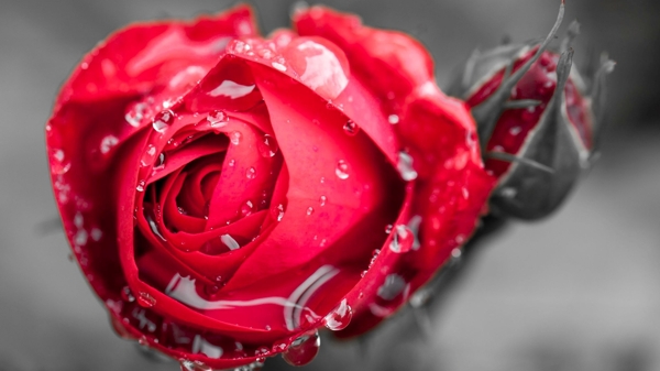 红露水玫瑰图片