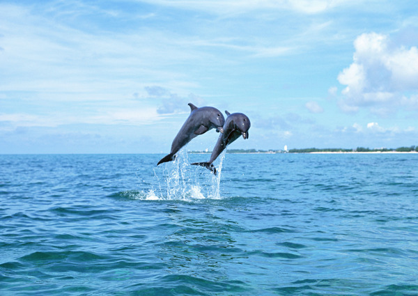 海豚摄影
