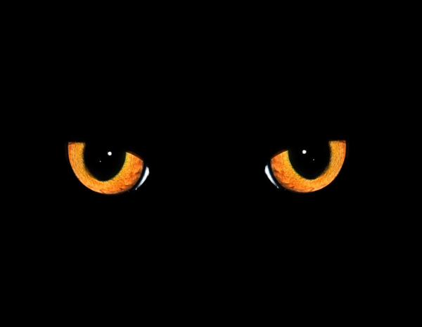 黑暗中的猫眼图片