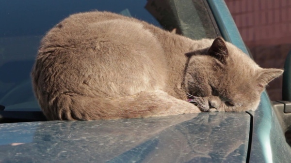 宠物猫咪视频素材