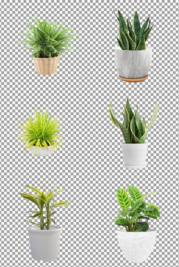 室内大叶植物盆栽图片