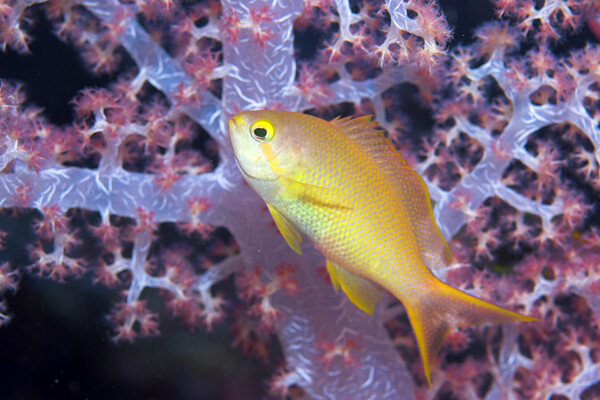 黄色鱼类与珊瑚图片