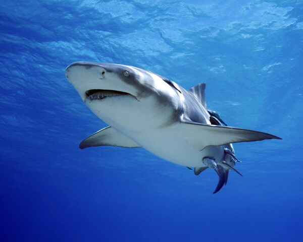 海洋大鲨鱼图片