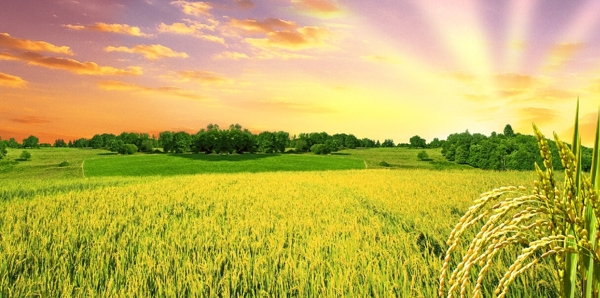 自然景观高清水稻图片