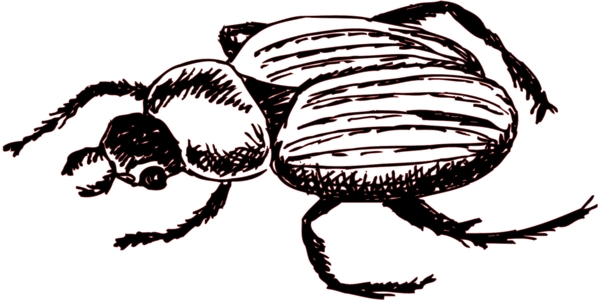 甲虫昆虫矢量素材EPS格式0116