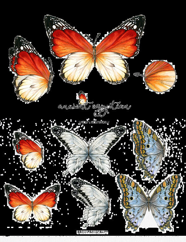 各种角度美丽蝴蝶
