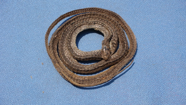 乌梢蛇图片